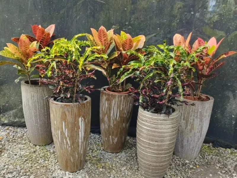 Vasos rústicos plantados com crótons coloridos