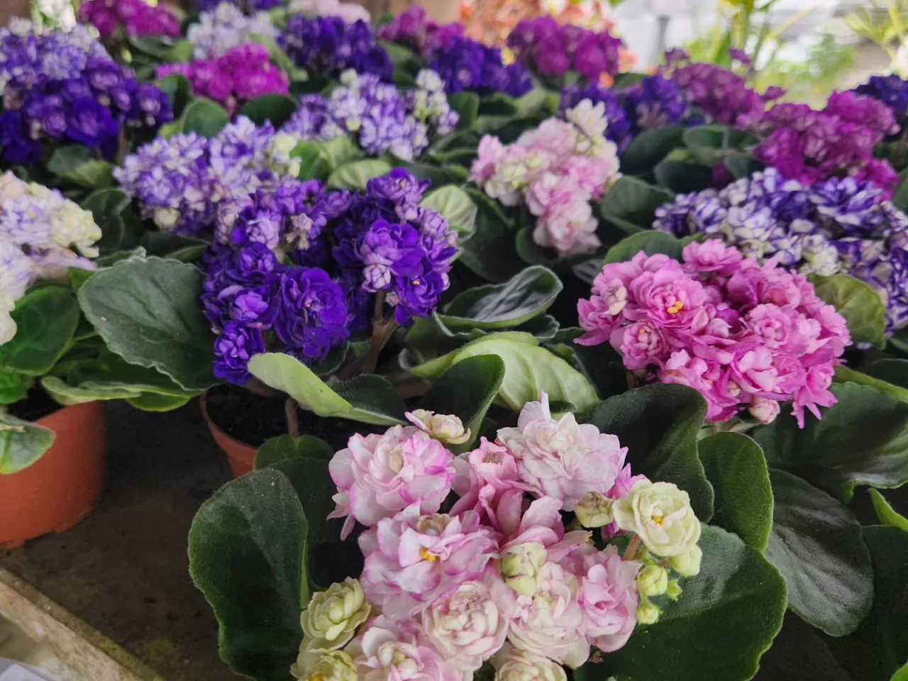 Violetas roxas e brancas floridas em vasinhos