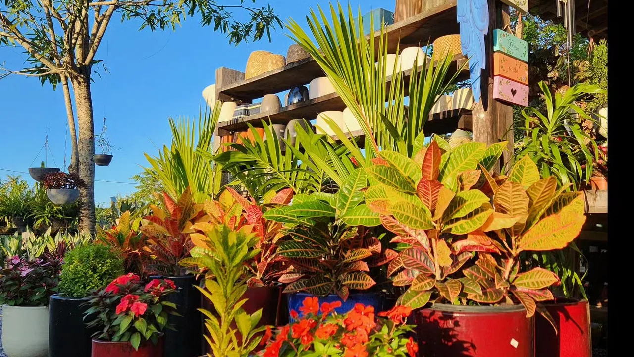 Plantas ornamentais coloridas ao ar livre com céu azul
