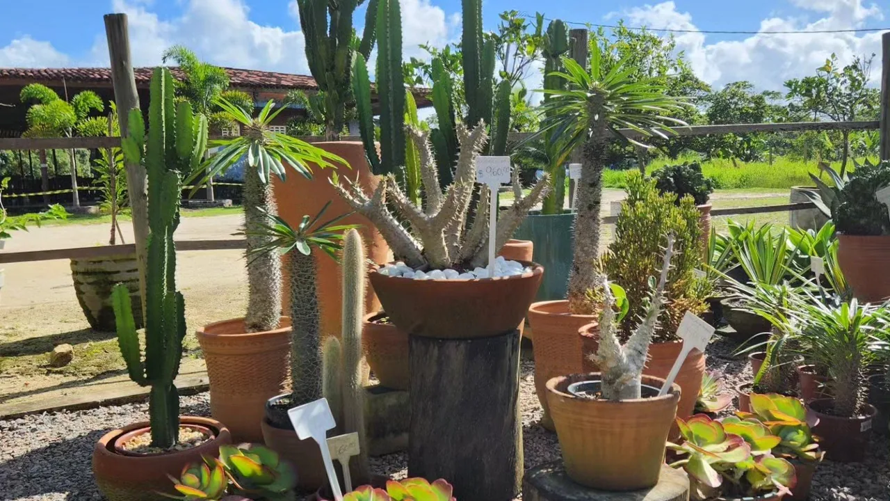 Cactos e vasos no chão de brita do viveiro da Quati, em Aldeia