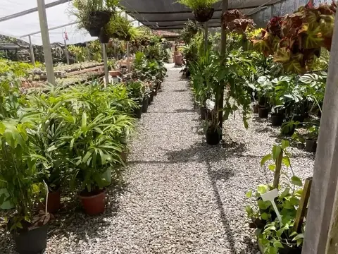 Corredor do viveiro da Quati, com plantas dos dois lados e chão de brita